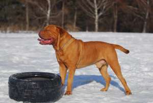 DOG DE BORDEAUX PENTRU MONTA