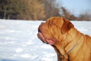 DOG DE BORDEAUX PENTRU MONTA
