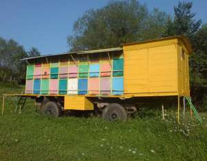 Vand pavilion apicol 2012