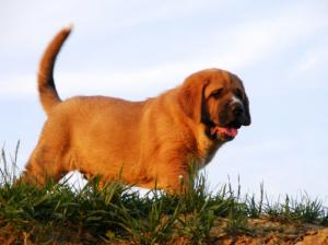 Vand 2 masculi de mastiff spaniol