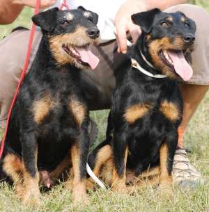 jagdterrier