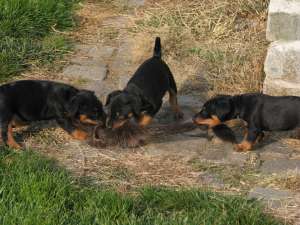 jagdterrier