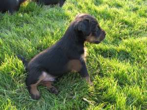 jagdterrier
