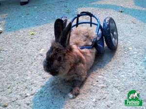 Recuperare si protezare veterinara