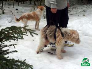 Recuperare si protezare veterinara