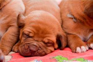VAND PUI DOGUEDEBORDEAUX 2 LUNI MASCULI SI FEMELE CU PEDIGREE,  PASAPORT SI VACCINE LA ZII