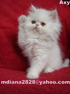 VAND PERSAN ALB !!!