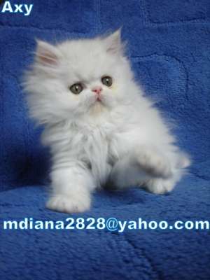 VAND PERSAN ALB !!!