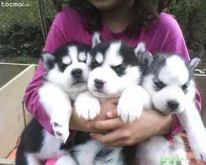 Pui Husky Siberian