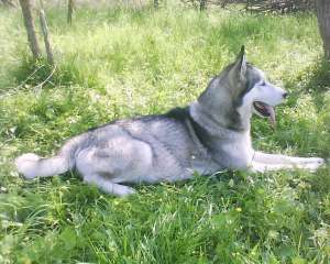 Pui Husky Siberian