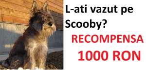 RECOMPENSA 1000 RON !