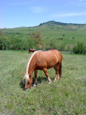 Vand manza 2 ani