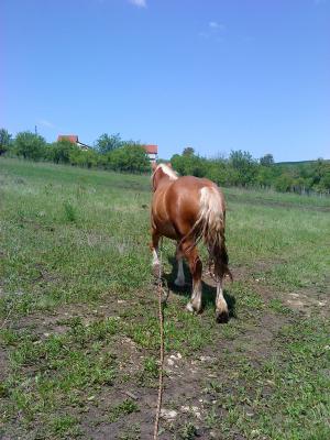 Vand manza 2 ani