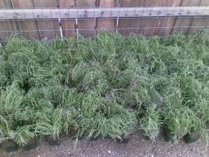 butasi lavanda
