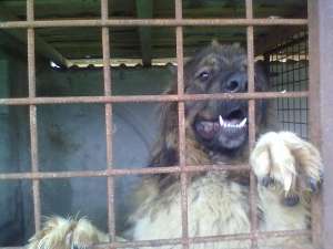 puiuti de calitate la pret de criza incrucisare dintre tatal caucazian si mama ciobanesc de bucovina