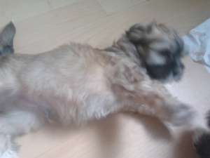 vand pui de bichoni