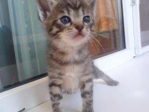 VAND PUI PISICA WHISKAS