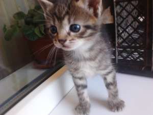 VAND PUI PISICA WHISKAS
