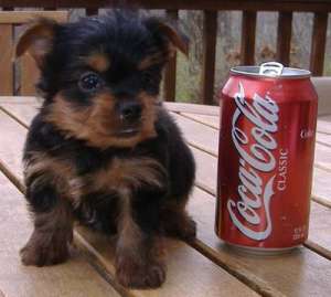 Caut caine terrier yorkshire