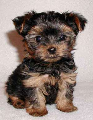Caut caine terrier yorkshire