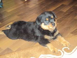 ofer mascul rottweiler pentru monta