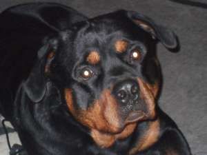 ofer mascul rottweiler pentru monta
