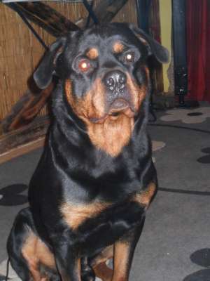ofer mascul rottweiler pentru monta