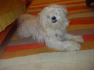 BICHON MALTEZ PENTRU IMPERECHERE