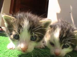 Vand pui pisica de 2 luni,  rasa egipteana si comuna