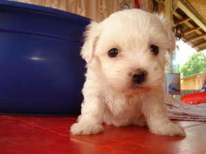 V�nd Bichon Bolognese