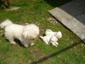 V�nd Bichon Bolognese