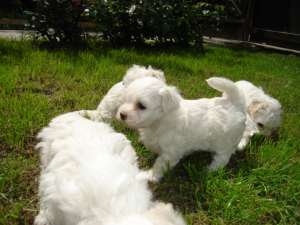 V�nd Bichon Bolognese