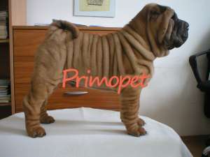Vanzare catelusi Shar Pei
