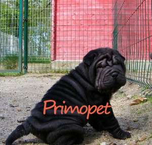 Vanzare catelusi Shar Pei