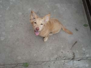 URGENT! ofer spre adoptie
