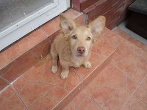 URGENT! ofer spre adoptie
