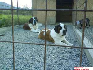 Vand catei saint bernard cu pedigree.