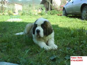 Vand catei saint bernard cu pedigree.