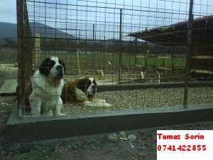 Vand catei saint bernard cu pedigree.