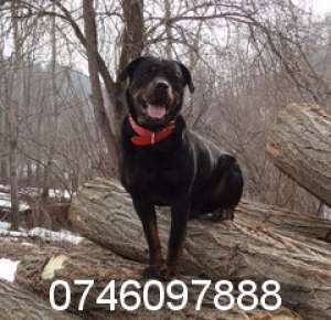 vand catei rottweiler FEMELA