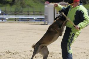 Scoala de dresaj Canin Atomic Dogs RM.VALCEA