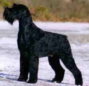 Imperechere schnauzer urias