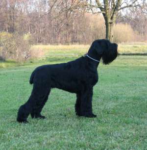 Imperechere schnauzer urias