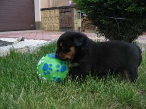 Pui Rottweiler