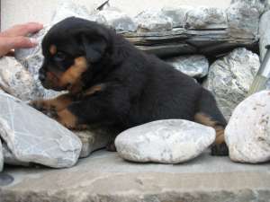 Pui Rottweiler