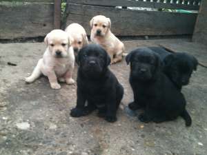 vand catei labrador, mascui si femele, 