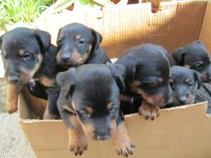 puiuti rasa jagdterrier