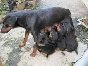 puiuti rasa jagdterrier