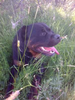 Ofer pt monta mascul rottweiler