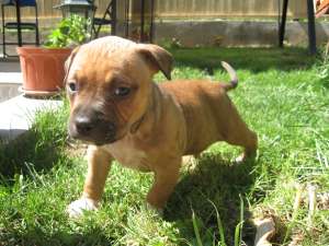 Vins pui AMSTAFF din tat cu PEDIGREE